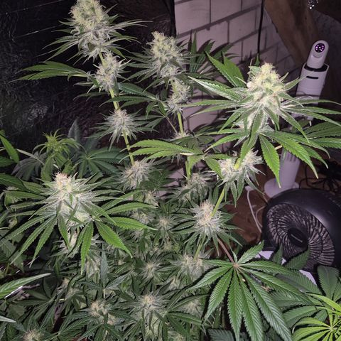 🍍Anna  #1 amnesia lemon  growlog timeline photo