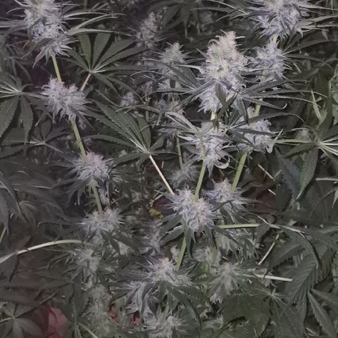 🍍Anna  #1 amnesia lemon  growlog timeline photo