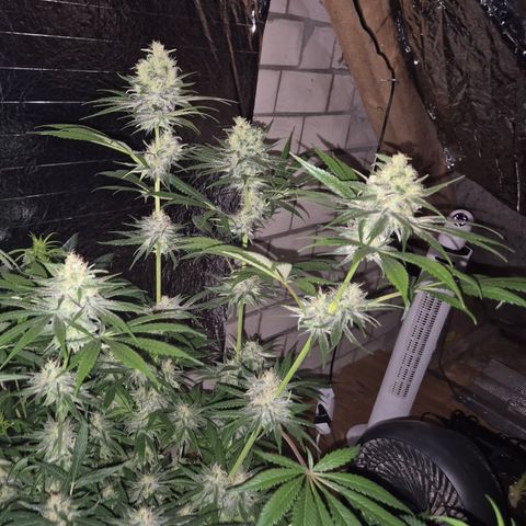 🍍Anna  #1 amnesia lemon  growlog timeline photo