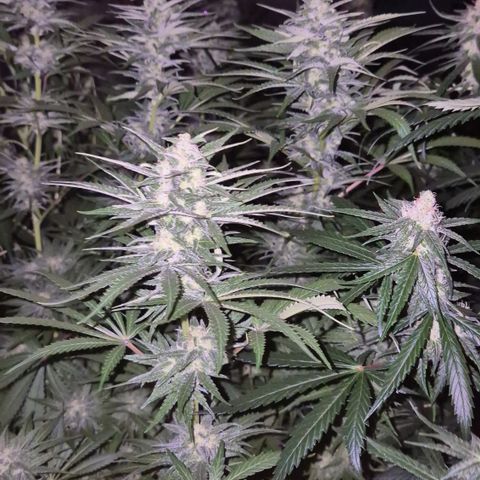 DieAnnas  #2 amnesia lemon/ungedämmter Dachboden growlog timeline photo