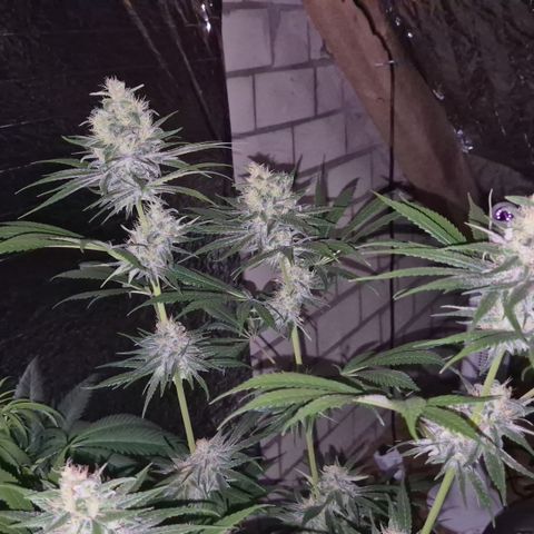 🍍Anna  #1 amnesia lemon  growlog timeline photo