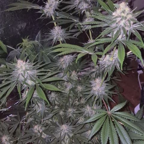 🍍Anna  #1 amnesia lemon  growlog timeline photo