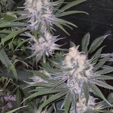 🍍Anna  #1 amnesia lemon  growlog timeline photo