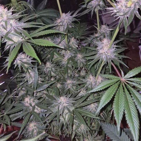 🍍Anna  #1 amnesia lemon  growlog timeline photo