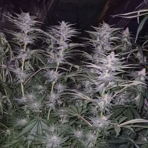 DieAnnas  #2 amnesia lemon/ungedämmter Dachboden growlog timeline photo