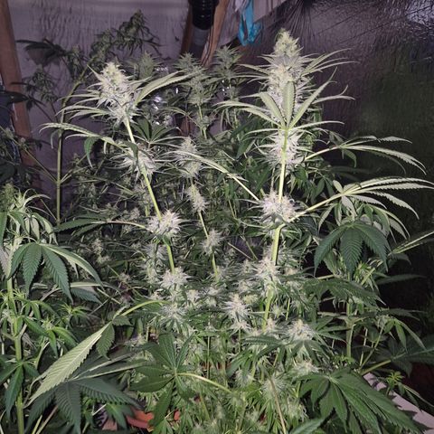 🍍Anna  #1 amnesia lemon  growlog timeline photo