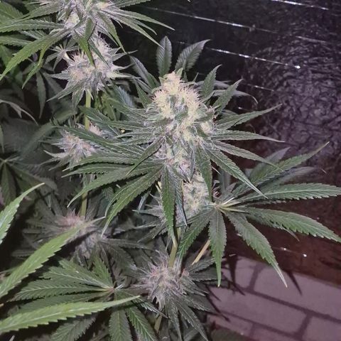 🍍Anna  #1 amnesia lemon  growlog timeline photo