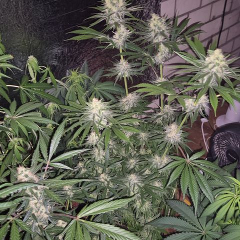 🍍Anna  #1 amnesia lemon  growlog timeline photo
