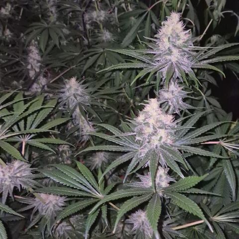 🍍Anna  #1 amnesia lemon  growlog timeline photo