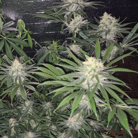 🍍Anna  #1 amnesia lemon  growlog timeline photo