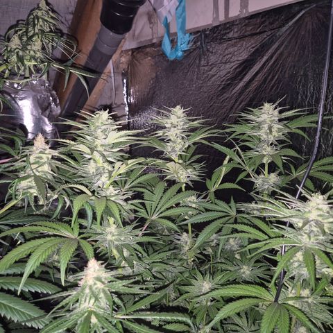 DieAnnas  #2 amnesia lemon/ungedämmter Dachboden growlog timeline photo