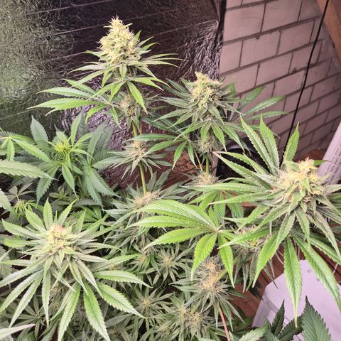 🍍Anna  #1 amnesia lemon  growlog timeline photo