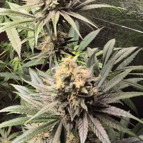 🍍Anna  #1 amnesia lemon  growlog timeline photo