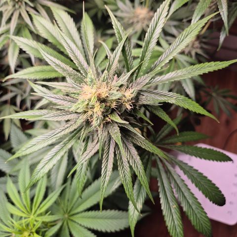 🍍Anna  #1 amnesia lemon  growlog timeline photo