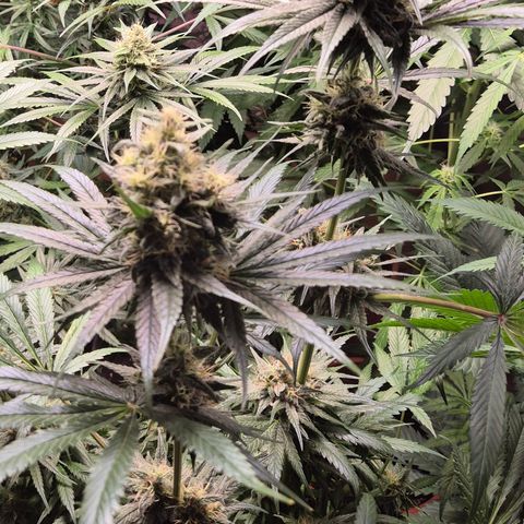 🍍Anna  #1 amnesia lemon  growlog timeline photo