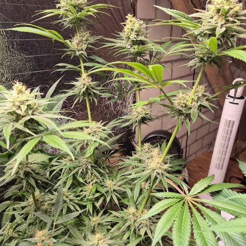 🍍Anna  #1 amnesia lemon  growlog timeline photo