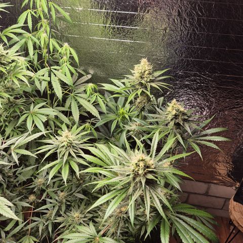 🍍Anna  #1 amnesia lemon  growlog timeline photo