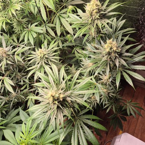 🍍Anna  #1 amnesia lemon  growlog timeline photo
