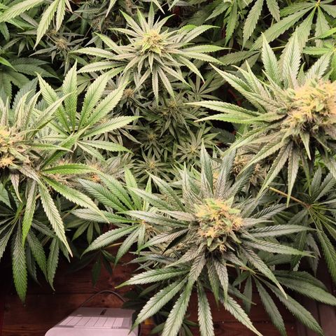 🍍Anna  #1 amnesia lemon  growlog timeline photo