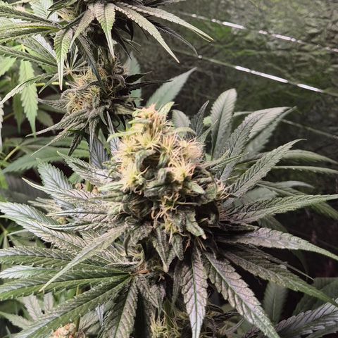 🍍Anna  #1 amnesia lemon  growlog timeline photo