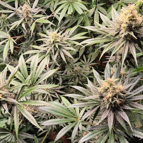 🍍Anna  #1 amnesia lemon  growlog timeline photo