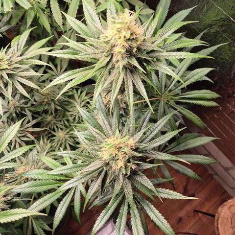 🍍Anna  #1 amnesia lemon  growlog timeline photo