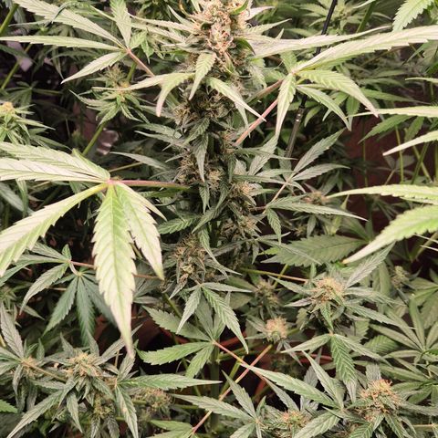 🌈 Zkittles auto🌈 growlog timeline photo