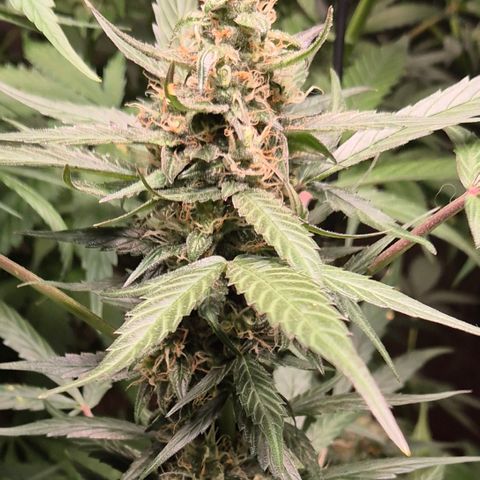 🌈 Zkittles auto🌈 growlog timeline photo