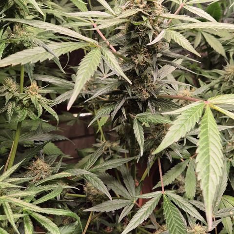 🌈 Zkittles auto🌈 growlog timeline photo