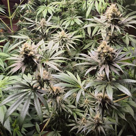 🍍Anna  #1 amnesia lemon  growlog timeline photo