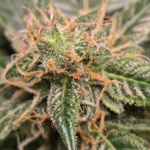🌈 Zkittles auto🌈 growlog timeline photo