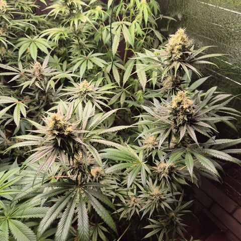 🍍Anna  #1 amnesia lemon  growlog timeline photo