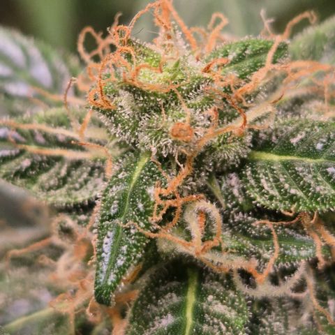 🌈 Zkittles auto🌈 growlog timeline photo