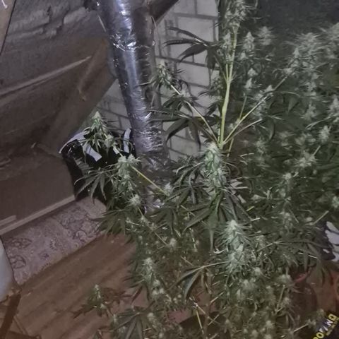 🌅Sherbi photo, blue sunset sherbert, Barneys farm  growlog timeline photo