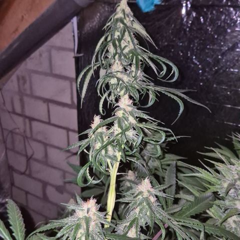 🌅Sherbi photo, blue sunset sherbert, Barneys farm  growlog timeline photo