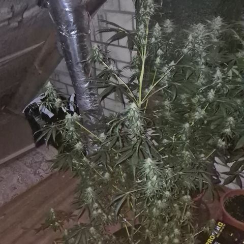 🌅Sherbi photo, blue sunset sherbert, Barneys farm  growlog timeline photo