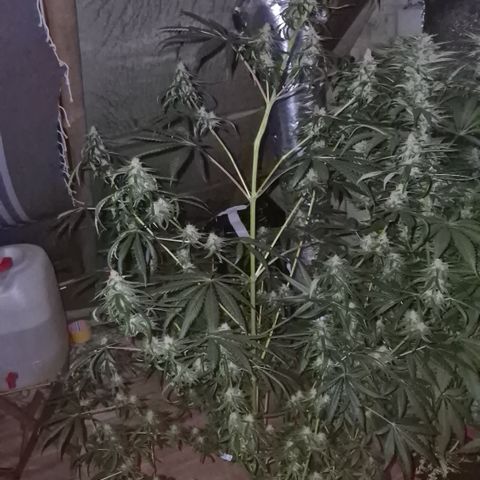 🌅Sherbi photo, blue sunset sherbert, Barneys farm  growlog timeline photo