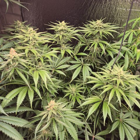 DieAnnas  #2 amnesia lemon/ungedämmter Dachboden growlog timeline photo