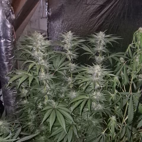 DieAnnas  #2 amnesia lemon/ungedämmter Dachboden growlog timeline photo