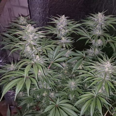 DieAnnas  #2 amnesia lemon/ungedämmter Dachboden growlog timeline photo
