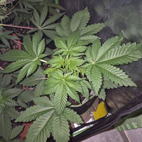 Moby 🍆  growlog photo: Sieht sehr gut aus!😍