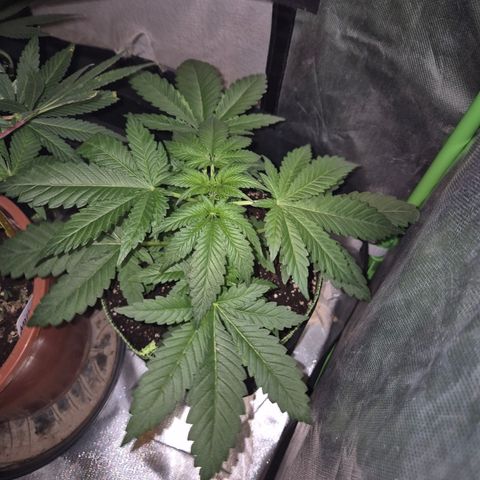 Black Domina 💃 growlog timeline photo