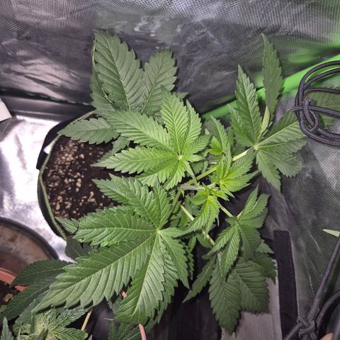 Moby Dick 1 growlog timeline photo