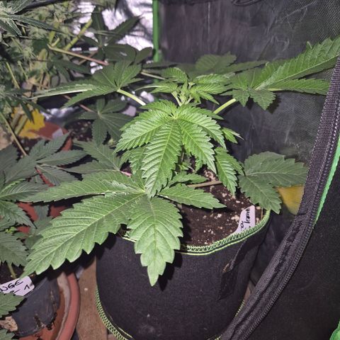 Moby 🍆  growlog timeline photo