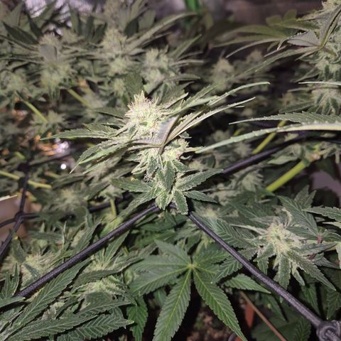 Mimosa evo Photo ♥️ Barney's Farm  growlog timeline photo