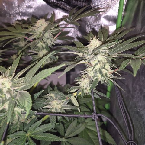 Mimosa evo Photo ♥️ Barney's Farm  growlog timeline photo