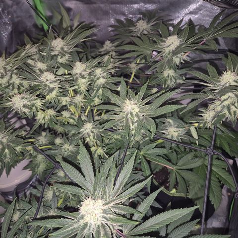 Mimosa evo Photo ♥️ Barney's Farm  growlog timeline photo