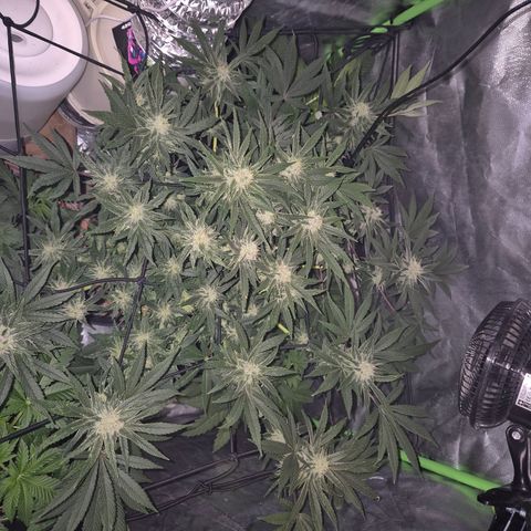 Mimosa evo Photo ♥️ Barney's Farm  growlog timeline photo