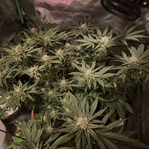 Mimosa evo Photo ♥️ Barney's Farm  growlog timeline photo