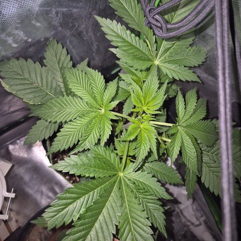 Moby Dick 1 growlog timeline photo